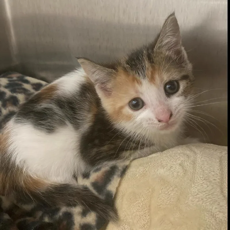 A baby small-sized female White Domestic Short Hair cat named Cupcake for adoption in Attica, NY