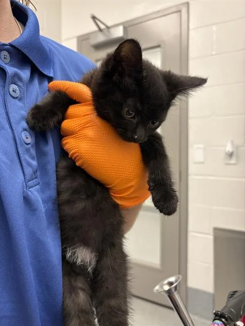 A baby small-sized female Domestic Short Hair cat named Black Widow for adoption in Indianapolis, IN
