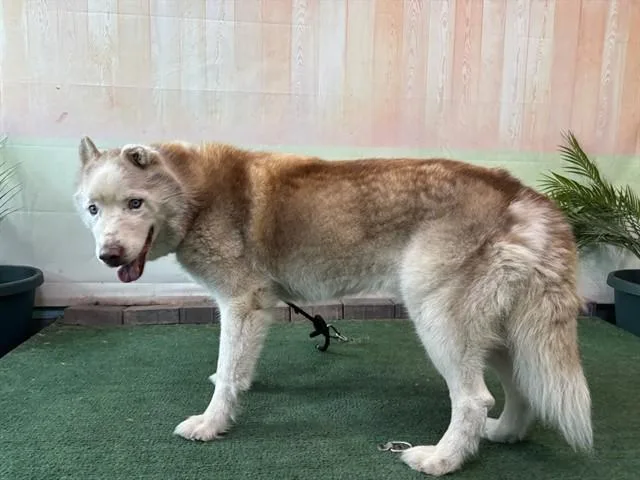 An adult large-sized male Siberian Husky dog named Hero for adoption in Baldwin Park, CA