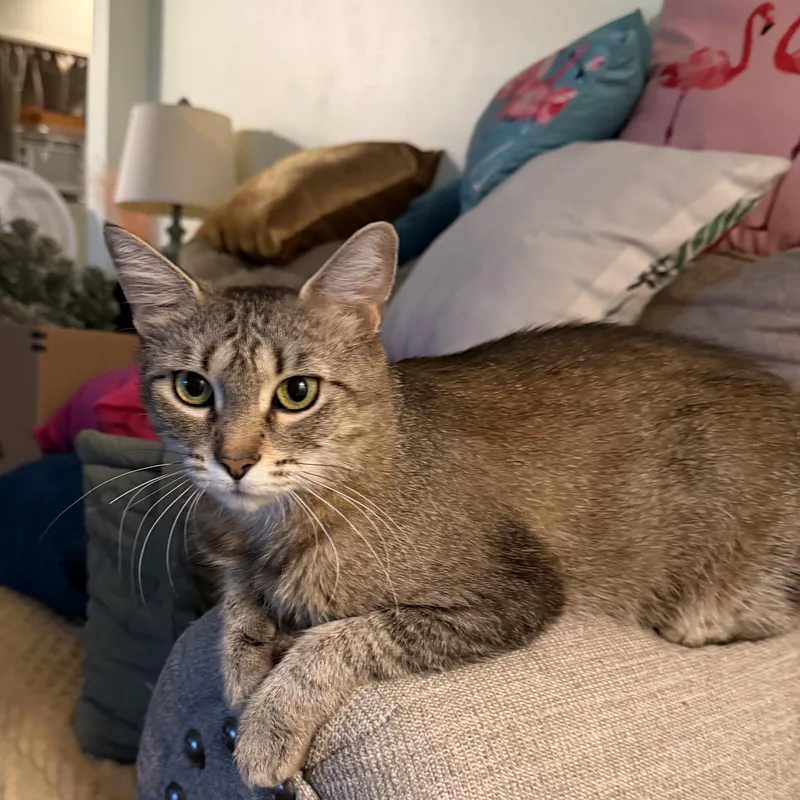 An adult medium-sized female Tabby (Brown / Chocolate) Domestic Short Hair cat named Clover for adoption in DuBois, PA