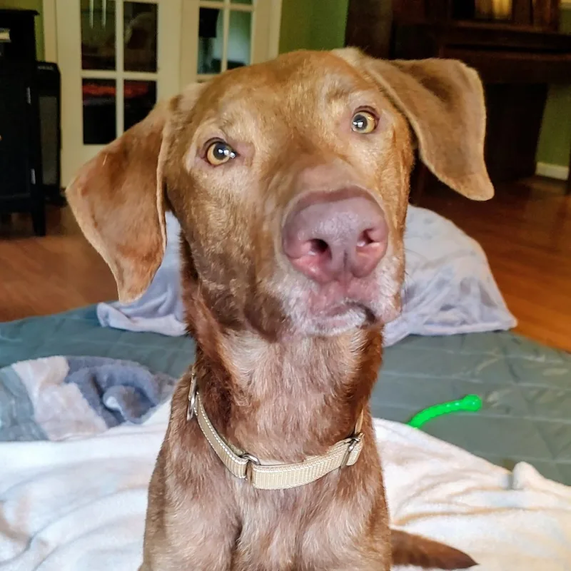 An adult large-sized male Greyhound dog named Copper for adoption in North Jackson, OH