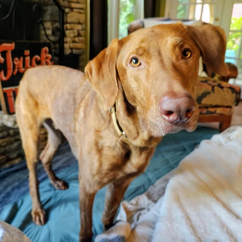 Copper thumbnail 3