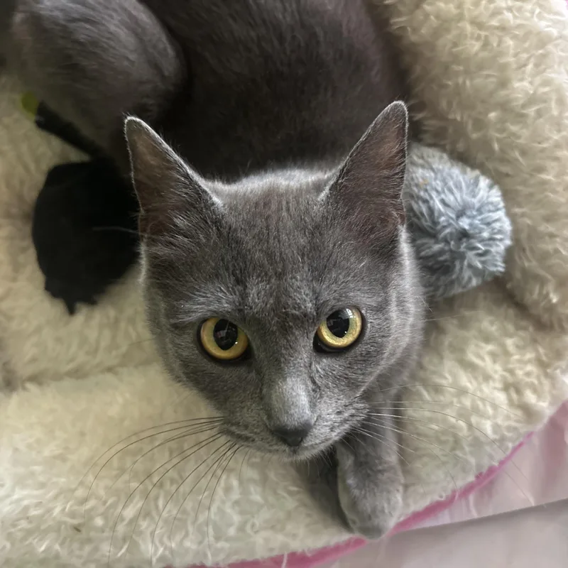 An adult medium-sized female Gray / Blue / Silver Russian Blue cat named Matcha & Senchabonded Pair for adoption in Madison Heights, MI