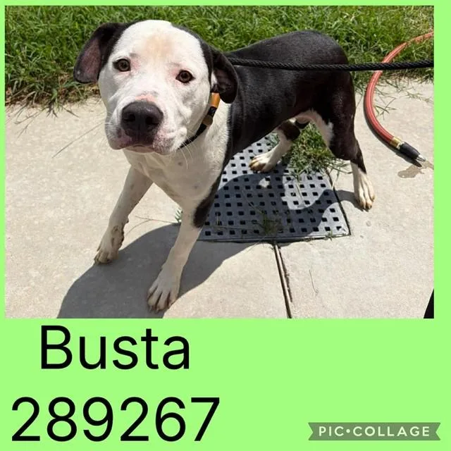 A young large-sized male Mixed Breed dog named Busta for adoption in Macon, GA