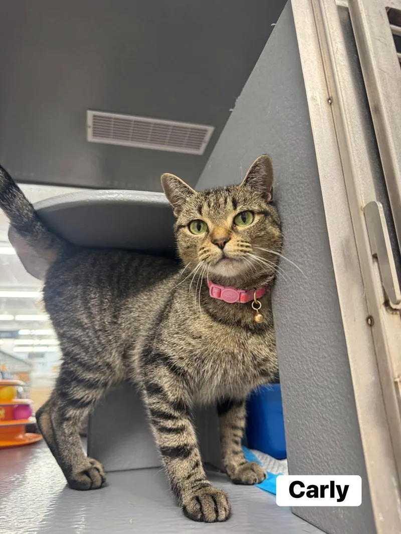 A young medium-sized female Tabby (Buff / Tan / Fawn) Domestic Short Hair cat named Carly for adoption in Staten Island, NY