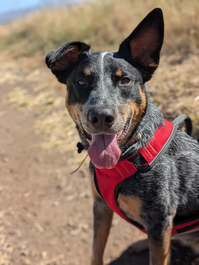 An adult medium-sized female Tricolor (Brown, Black, & White) Australian Shepherd dog named Maya for adoption in Santa Rosa, CA
