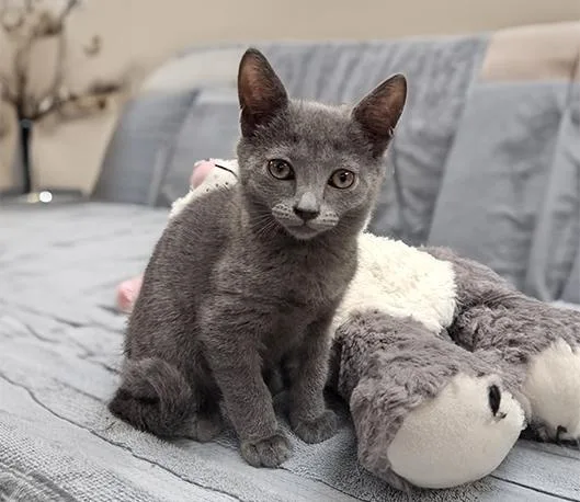 A baby medium-sized female Gray / Blue / Silver Domestic Short Hair cat named Violet for adoption in Charles Town, WV