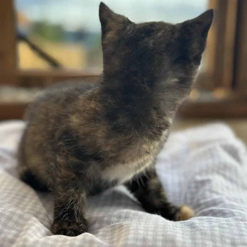 A baby medium-sized female Tortoiseshell Domestic Short Hair cat named Brownie for adoption in Burlington, WA