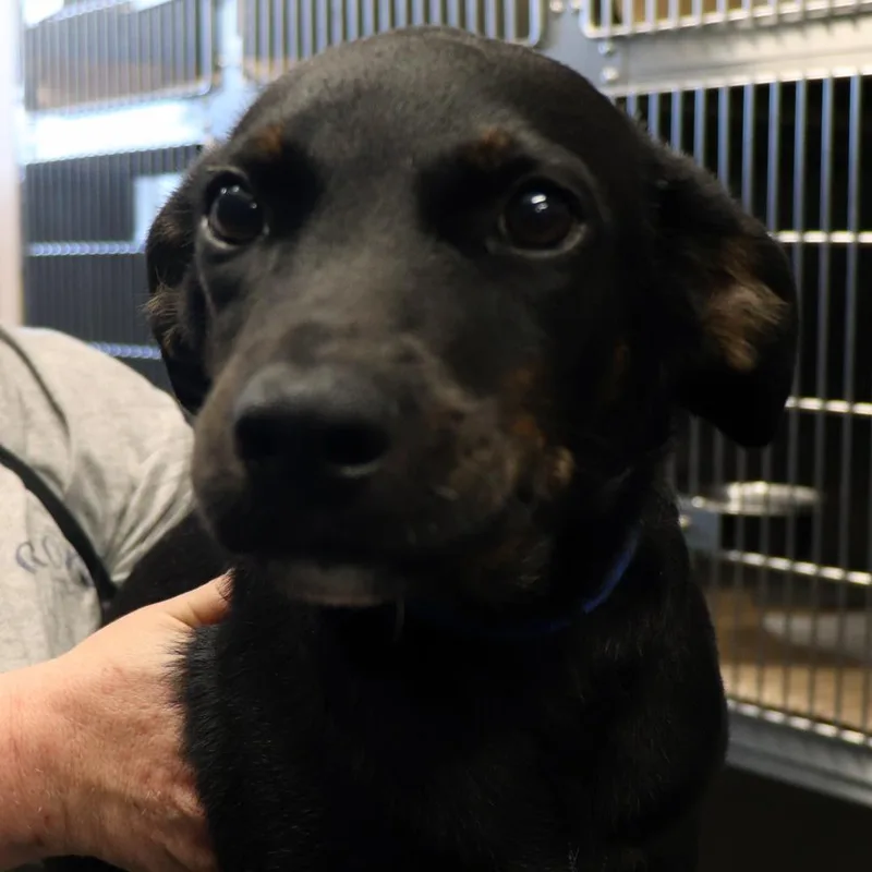 A baby medium-sized male Mixed Breed dog named Stewie for adoption in Port Washington, NY