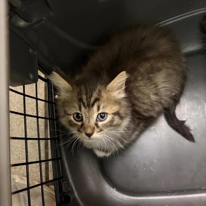A baby small-sized male Brown / Chocolate Domestic Medium Hair cat named Huey for adoption in Charleston, WV