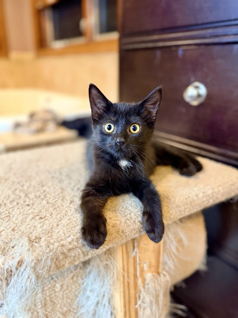 A baby medium-sized male Black Domestic Short Hair cat named Milo for adoption in Greensburg, PA