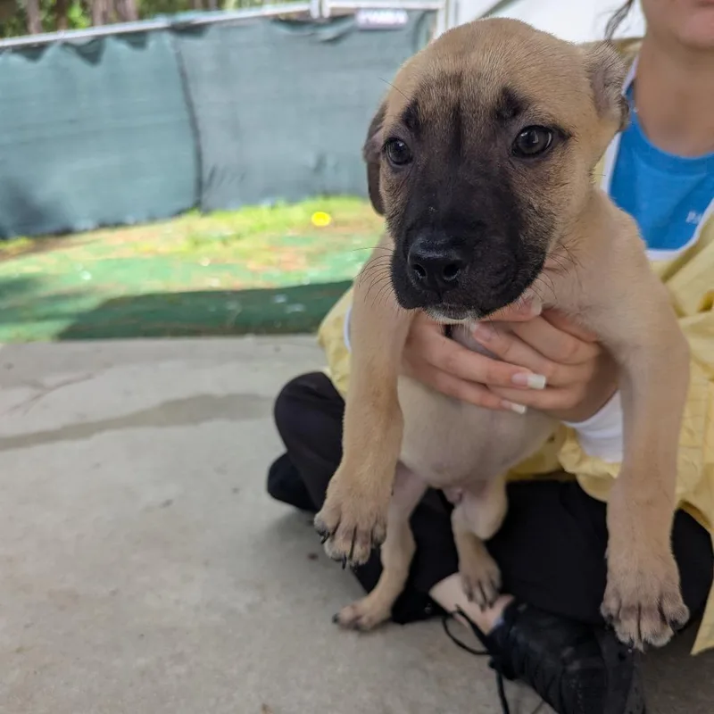 A baby small-sized male Yellow / Tan / Blond / Fawn Mixed Breed dog named Hulk for adoption in Naples, FL