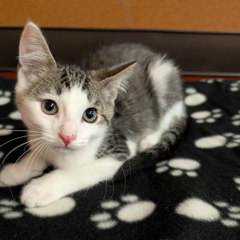 A baby small-sized male Tabby (Brown / Chocolate) Domestic Short Hair cat named Billy for adoption in Rochester, MN