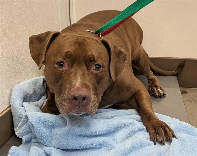 An adult large-sized male Pit Bull Terrier dog named Mr Brown for adoption in Tucson, AZ