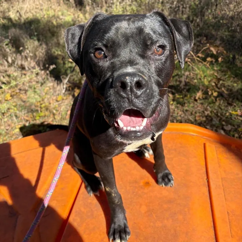An adult medium-sized male Black Boxer dog named Paulie for adoption in Bentonville, AR