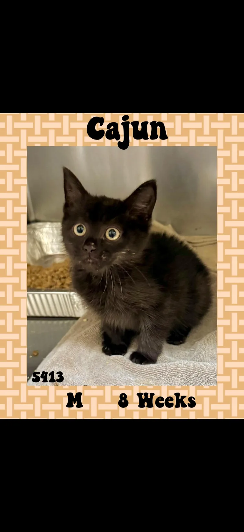 A baby medium-sized male Black American Shorthair cat named Cajun for adoption in Marvin, NC