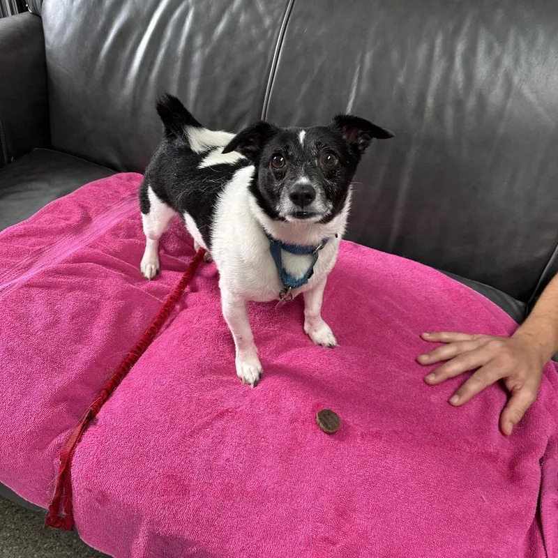 Sebastian thumbnail 3