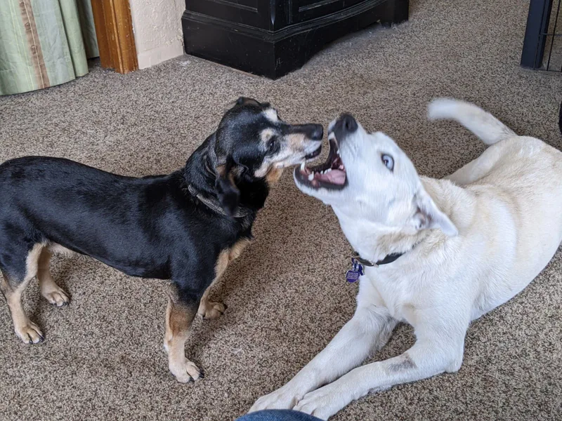 Annie Mae Husky Mix thumbnail 2