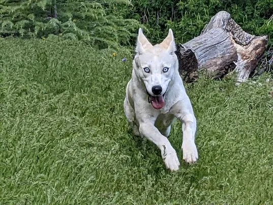 Annie Mae Husky Mix thumbnail 3