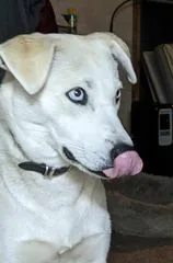 Annie Mae Husky Mix thumbnail 4