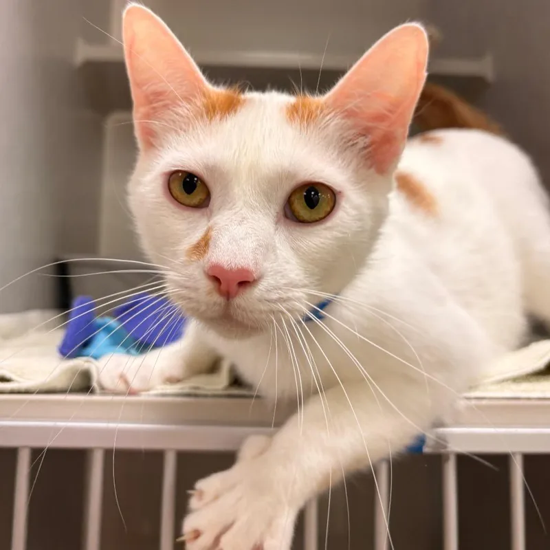 An adult large-sized male White Domestic Short Hair cat named Bellini for adoption in Fairport, NY