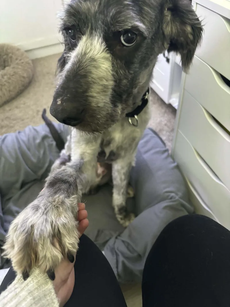 An adult medium-sized male Aussiedoodle dog named Art for adoption in Cedar Rapids, IA