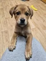 A baby medium-sized male Retriever dog named Boone for adoption in Woodstock, IL