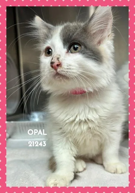 Opal