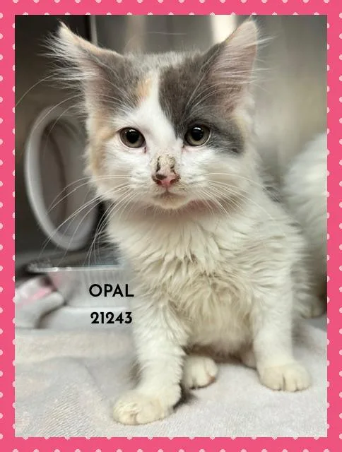 Opal thumbnail 2