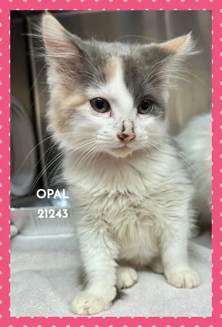 Opal thumbnail 3
