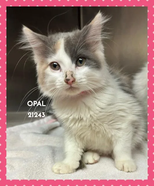Opal thumbnail 4