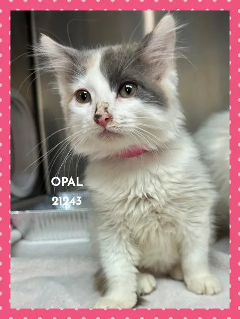 Opal thumbnail 5