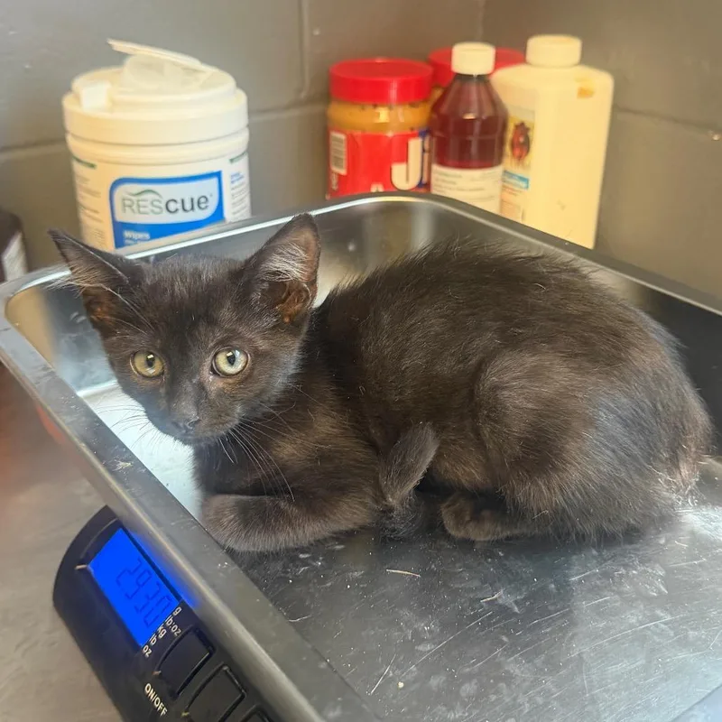 A baby small-sized male Black Domestic Short Hair cat named Ferb for adoption in Tuscaloosa, AL