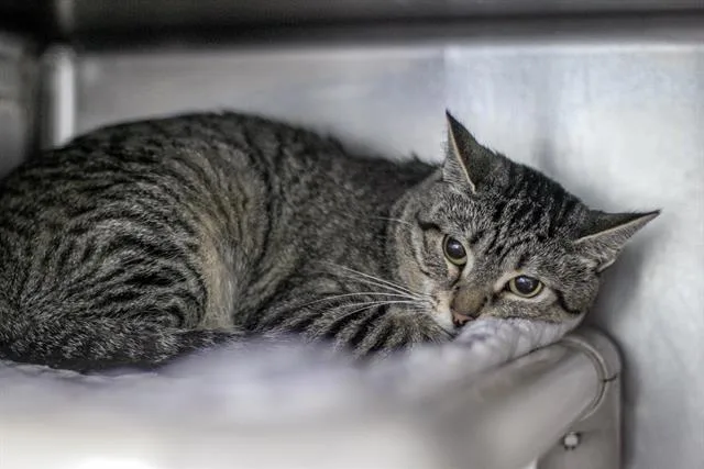 A young large-sized female Domestic Short Hair cat named Juniper for adoption in Charlotte, NC