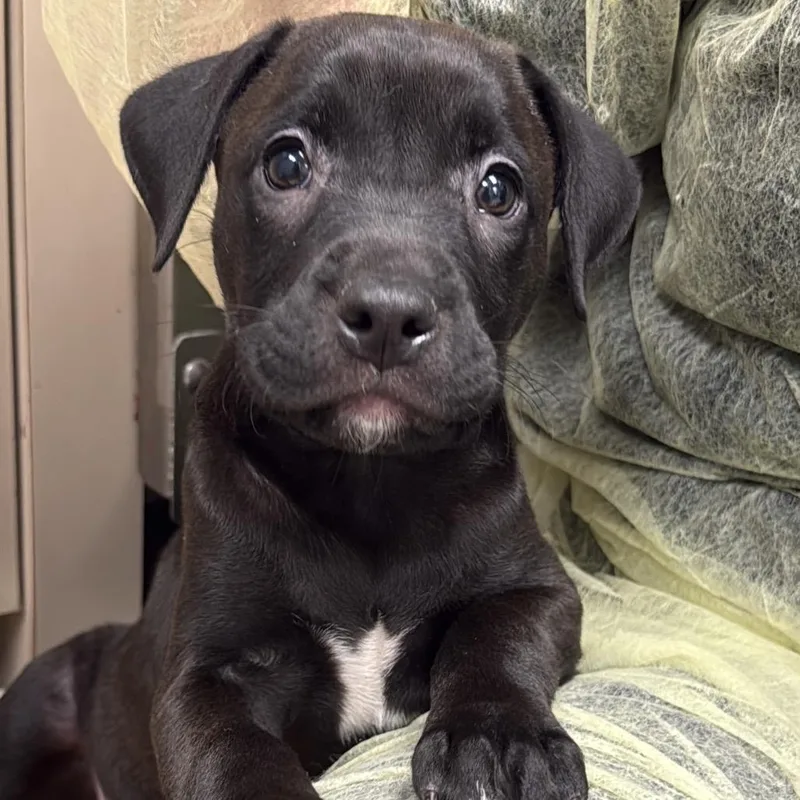 A baby small-sized male Black Pit Bull Terrier dog named Smokey A for adoption in Mission Hills, CA