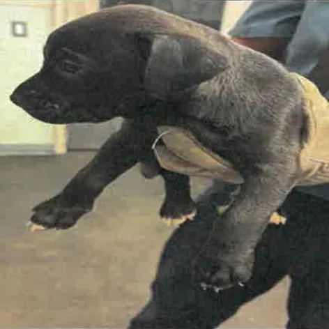 Smokey A thumbnail 3