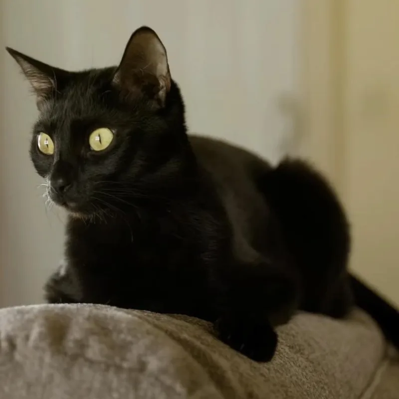 An adult small-sized female Black Domestic Short Hair cat named Cordelia for adoption in Brownsboro, AL