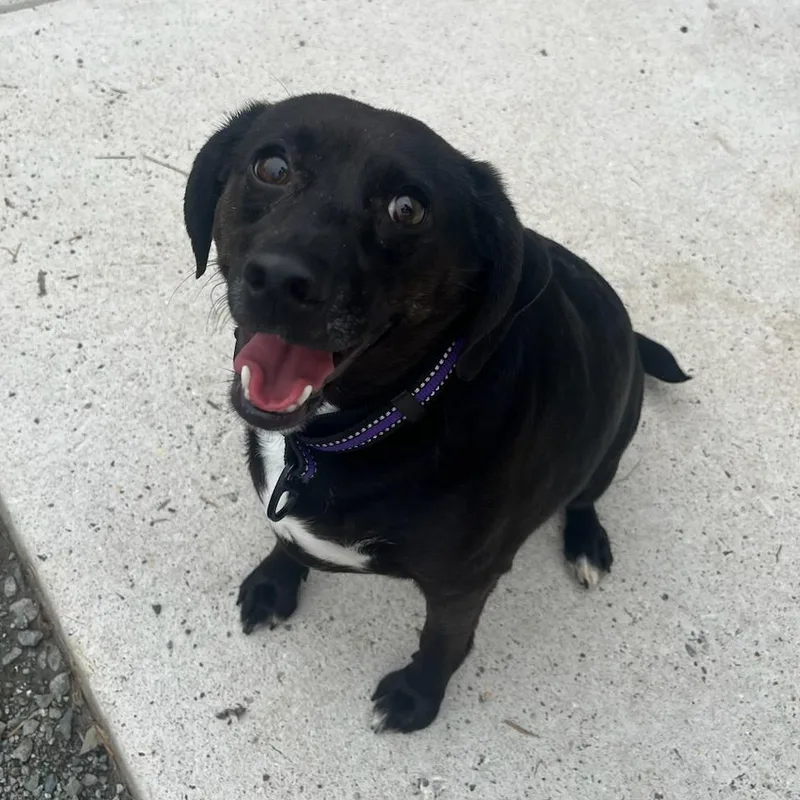 An adult medium-sized female Black Terrier dog named Lila Rose for adoption in Manassas, VA