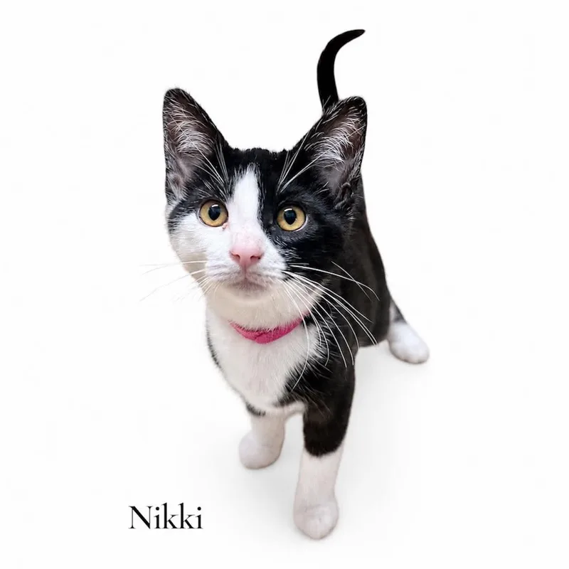 A baby medium-sized female Black & White / Tuxedo Domestic Short Hair cat named Nikki for adoption in Stevensville, MI