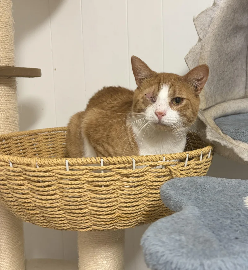 An adult medium-sized male White Domestic Short Hair cat named Oatmeal for adoption in Greensburg, PA