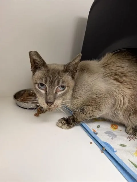 A senior small-sized male Domestic Short Hair cat named Java for adoption in Ontario, CA