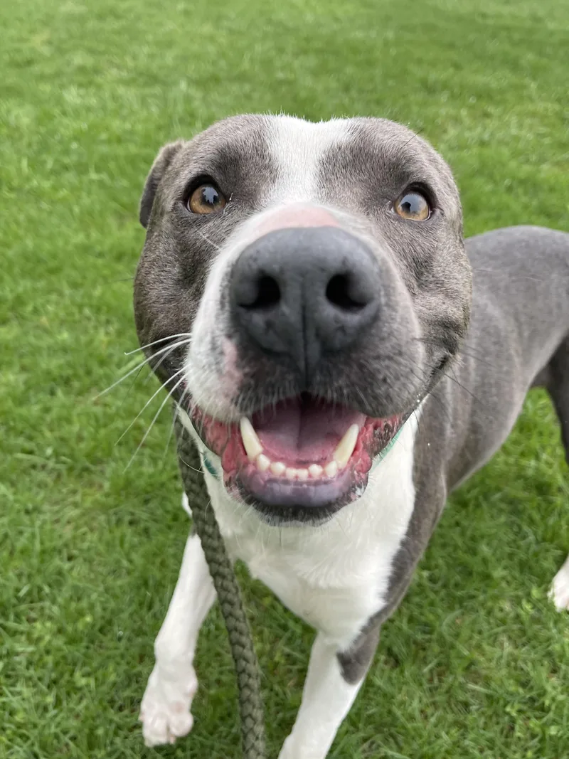 Dinkleberg thumbnail 2