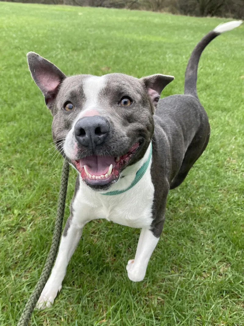 Dinkleberg thumbnail 3