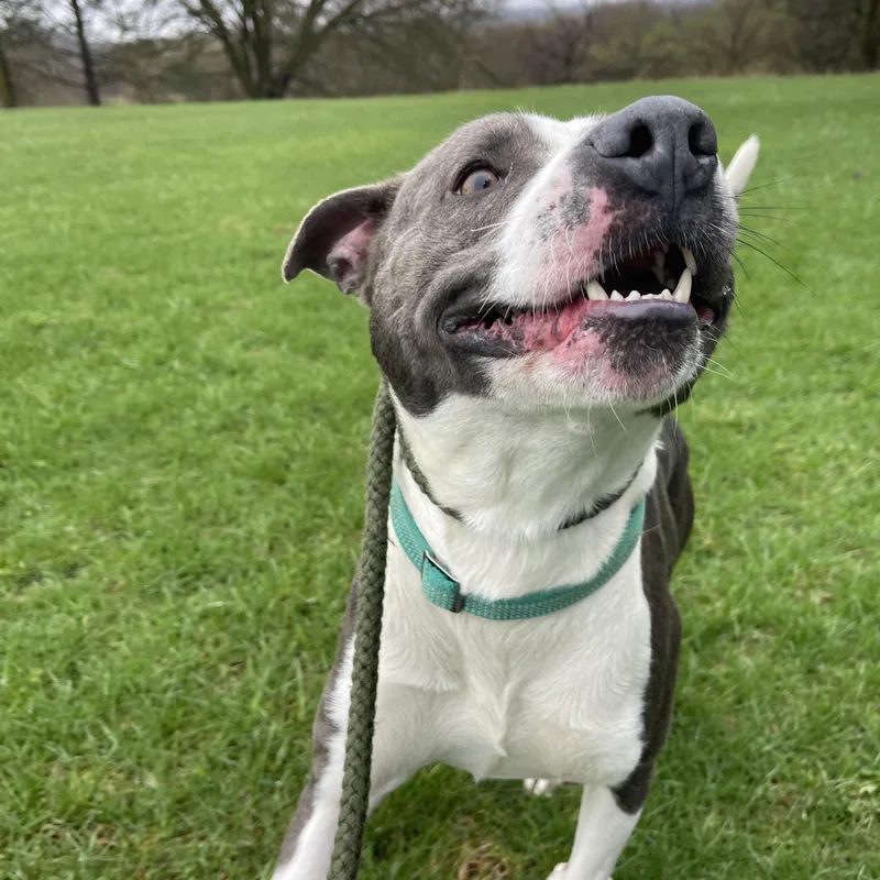 Dinkleberg thumbnail 4