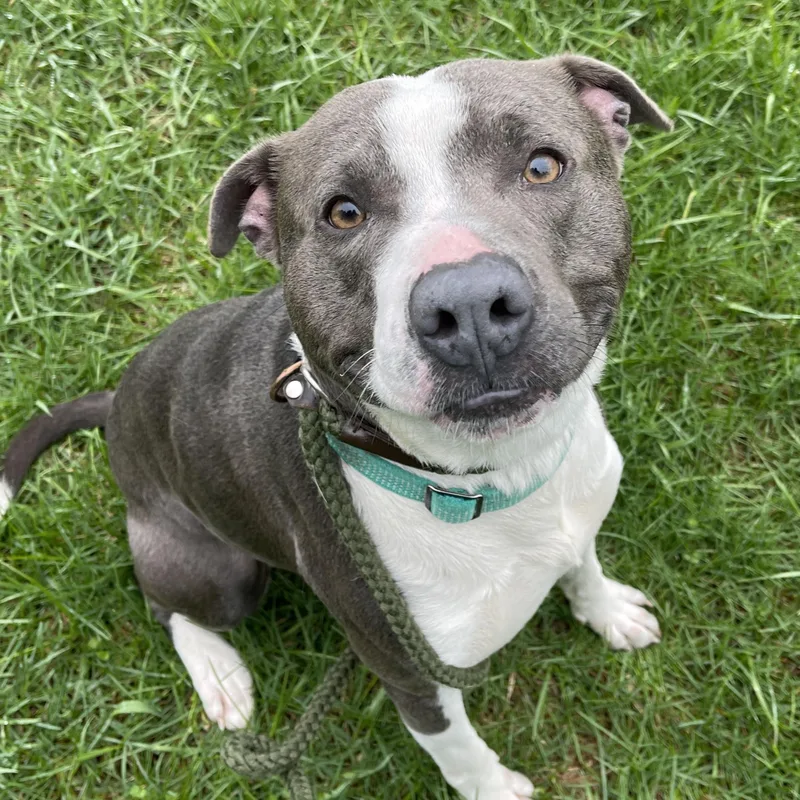 Dinkleberg thumbnail 5