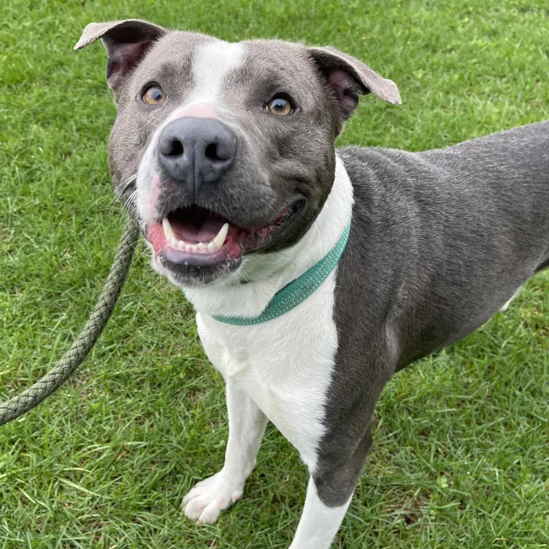 Dinkleberg thumbnail 6