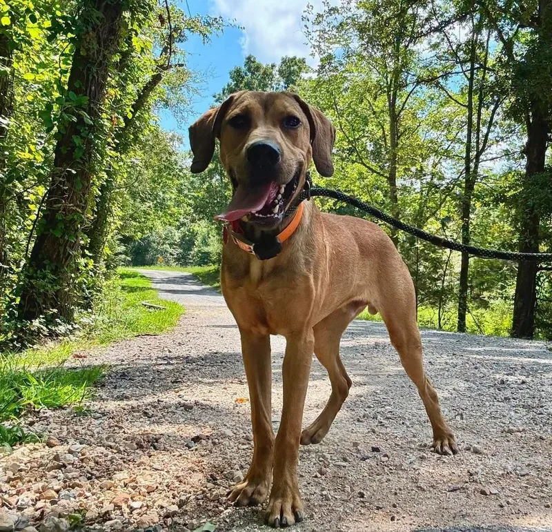 A young medium-sized male Mountain Cur dog named Willie for adoption in Waverly, TN