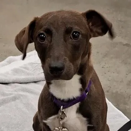 An adult medium-sized female Mixed Breed dog named Puppins for adoption in Voorhees, NJ