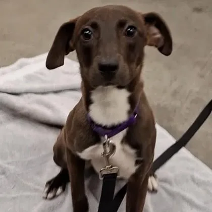 Puppins thumbnail 2