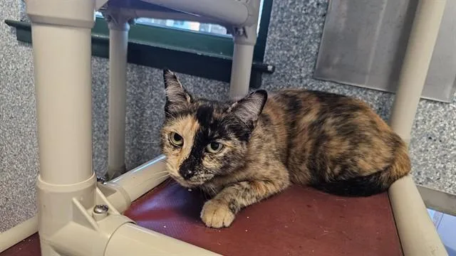 An adult medium-sized female Domestic Short Hair cat named Sherbert for adoption in Paradise, CA